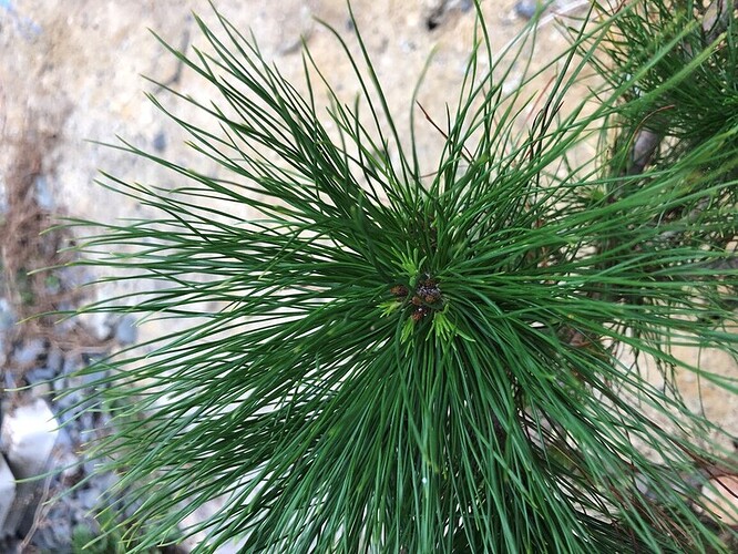 Monterey pine 3