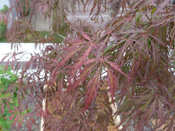tamukeyama