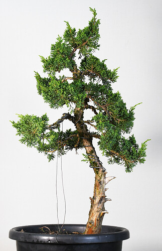 Juniperus chinensis 8 (Raw stock from Scott) May 2020