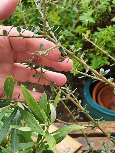 wild olive leaves