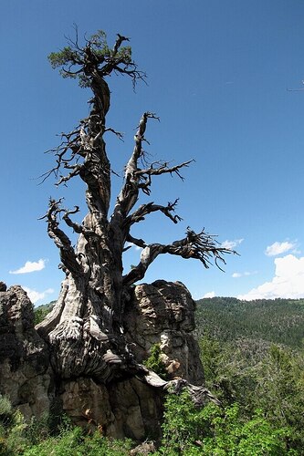 1707px-Jardine_Juniper