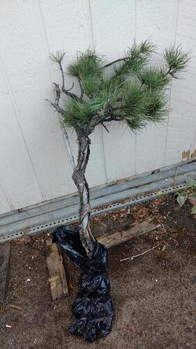 IMG_20180725_065225462%20copy