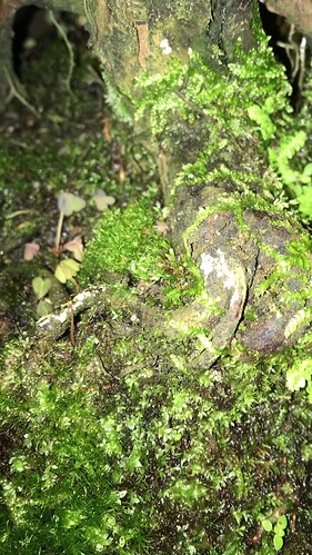 Image-1