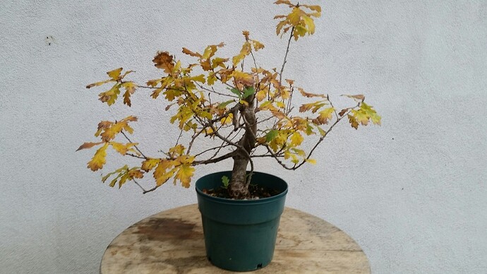 20181101_101847_resized