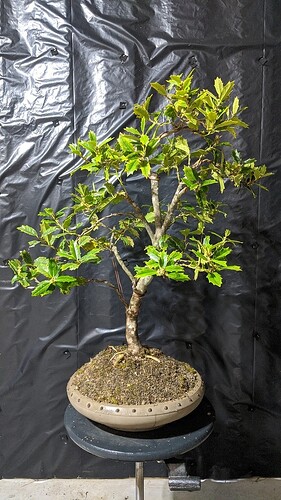 MVIMG_20200329_144550