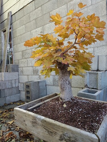 IMG_20201021_143649490