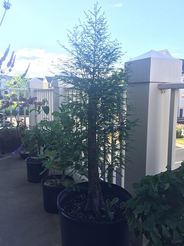 BALD%20CYPRESS%20UPDATE%202