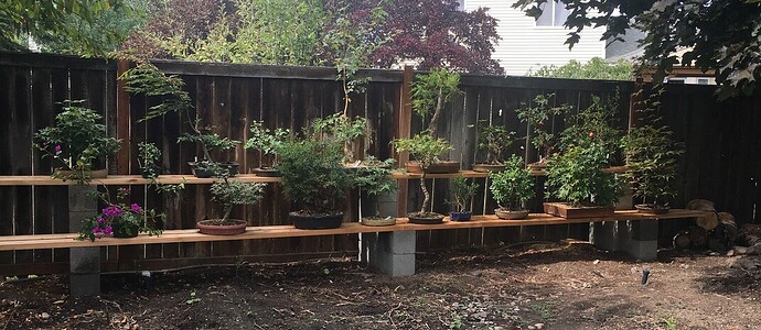 Back Shelves Aug 2020