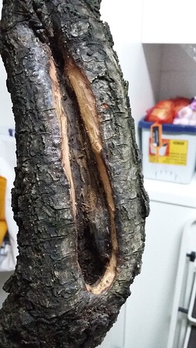 Quercus_Robur_wound