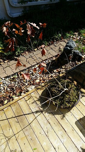 20181030_115833_resized