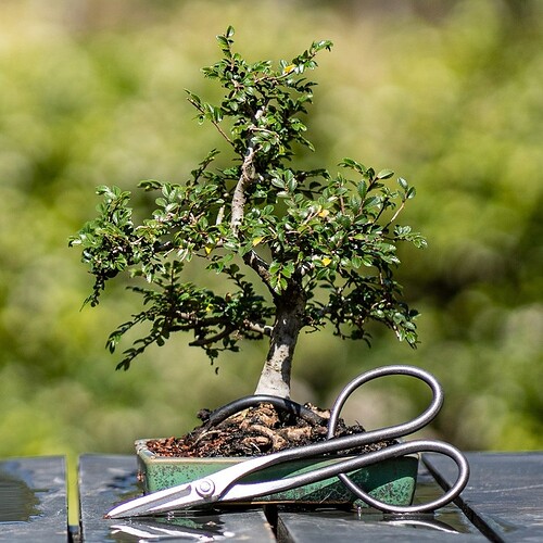 WBD Littlest Elm