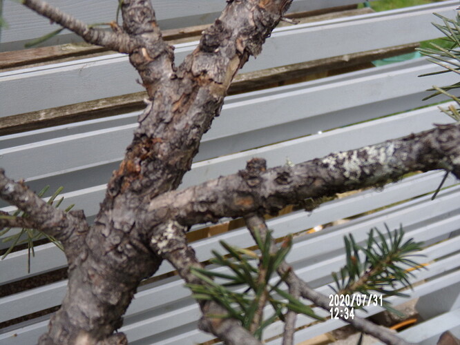 black area and dried sap
