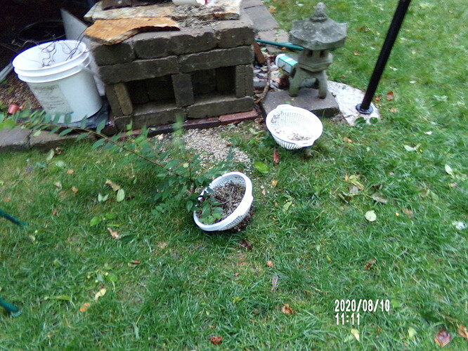 zelkova on the ground