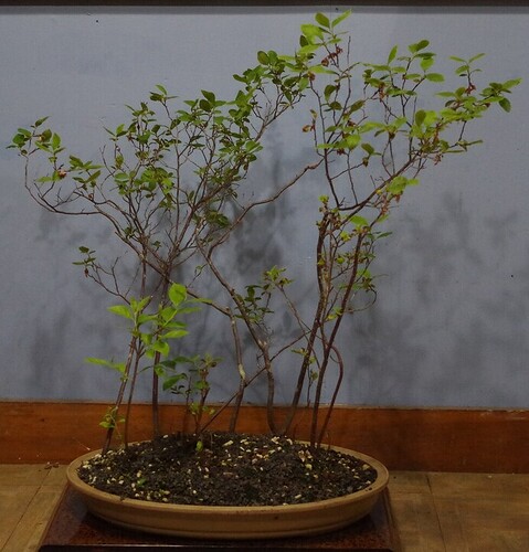 IMGP0957