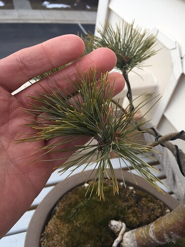 WHITE%20PINE%203