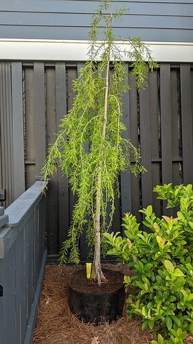 MVIMG_20200418_171704
