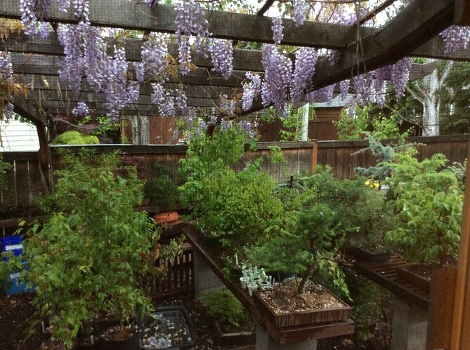 Wisteria in Bonsai area 2015