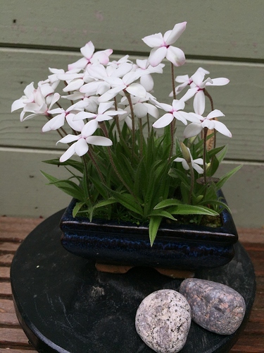 Rhodohypoxis%20Blanc%20-%201906%20-%2001