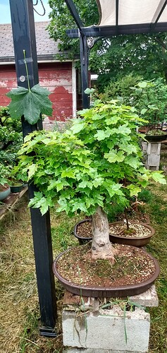 IMG_20220715_085342822_HDR