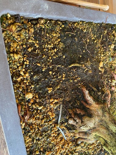 soil detail 2