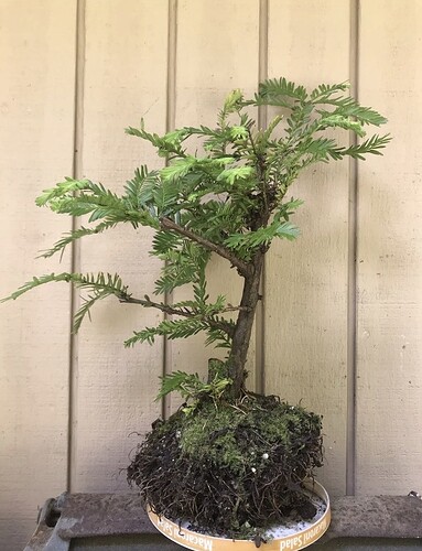 Redwood whole tree before shipping1