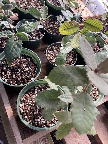 Tan Oak Seedlings.HEIC