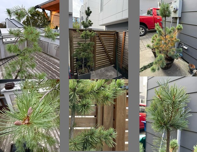 Pine.Tree.Mystery