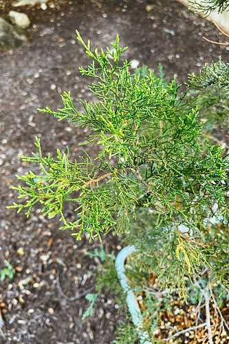 08-new-growth