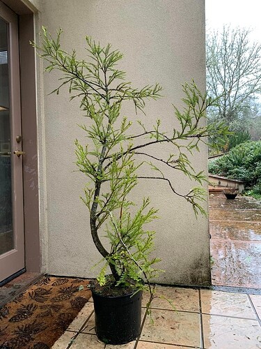 Sequoia Redwood  4