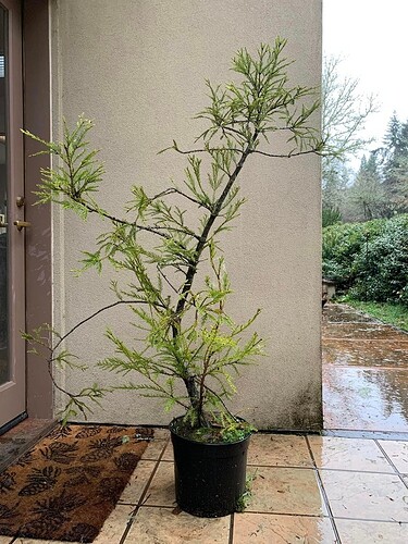 Sequoia Redwood  3