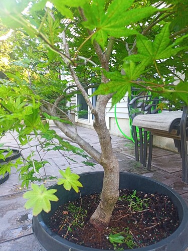 mie.maple-aptinomeまとめ State Street™ Miyabe Maple | Johnson's Nursery | KB