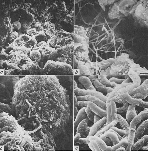 Eswaren 1972 plate 2