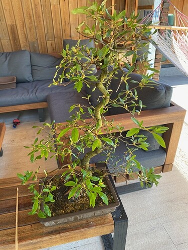 Azalea total