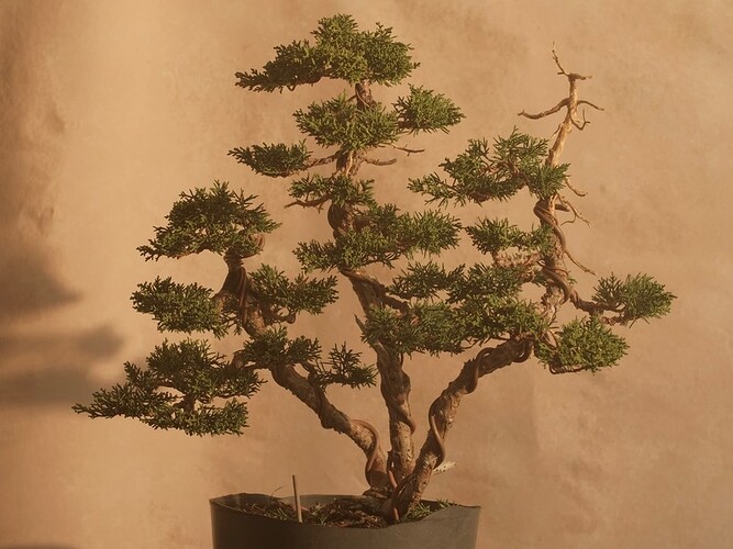Triple Trunk Juniper