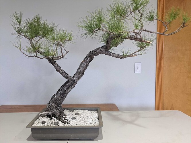 01_Pinus echinata_Before
