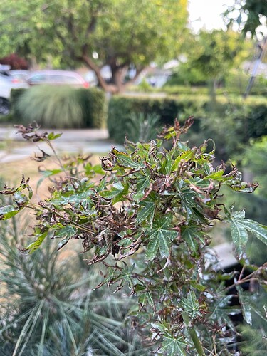 Acer palmatum fungal
