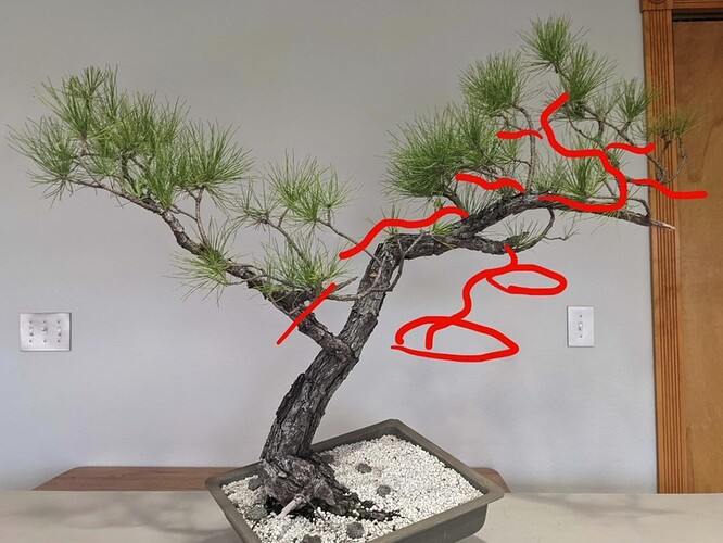 02_Pinus echinata_Design