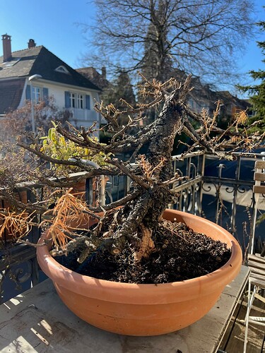 larch