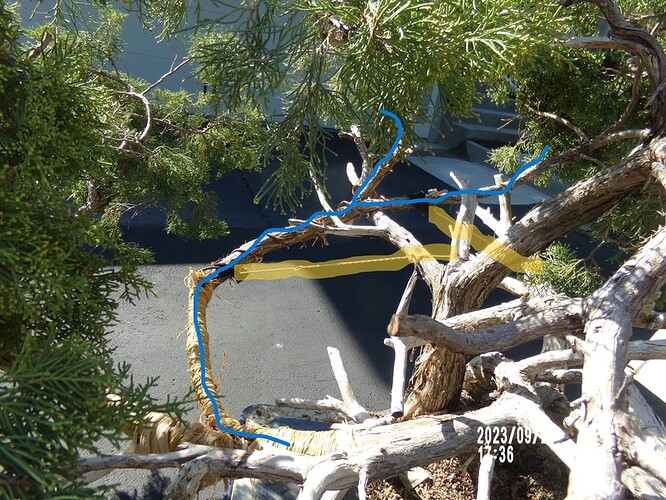 secured from back blue and yellow