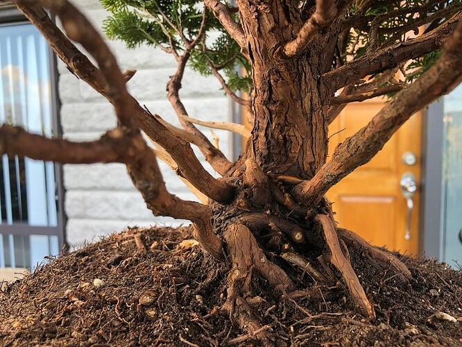 Hinoki Cypress 3