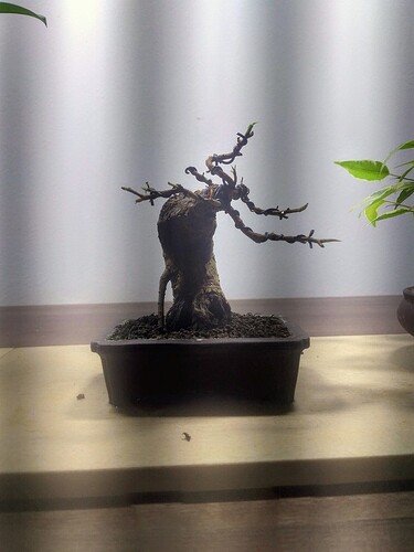 P_20200624_184147_vHDR_On