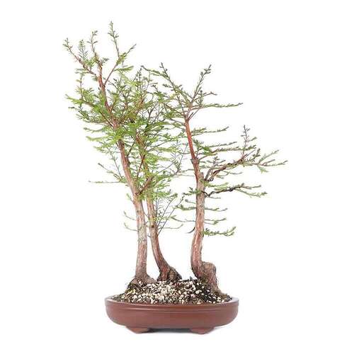 21-0036xm1_Taxodium_distichum_Bonsai_600x600@2x