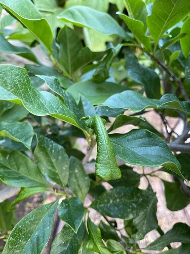 Magnolia curl