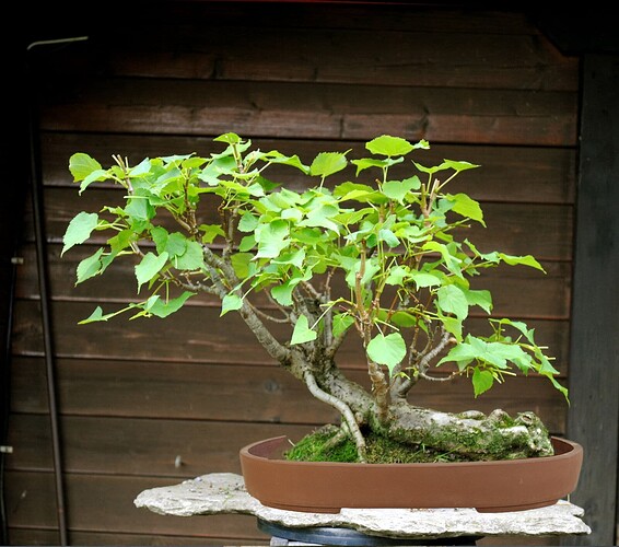 linden with pot 2 summer