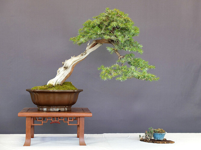 CommonJuniper