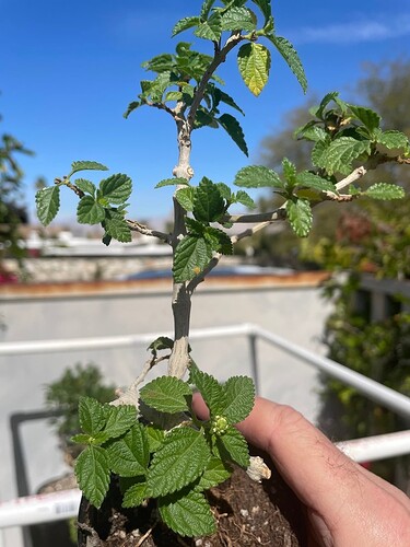 Lantana 2