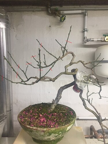 mume all cut back to two buds