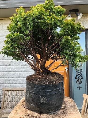 Hinoki Cypress 1