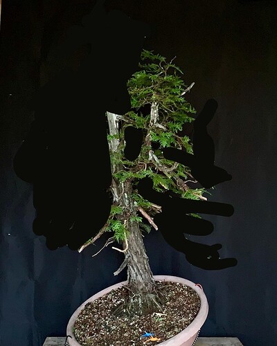 Thuja