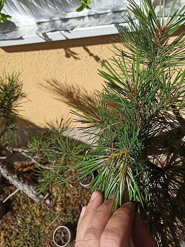 pine 5